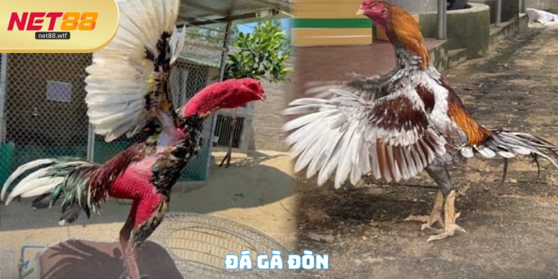 Đá Gà Đòn